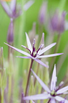 Allium, Allium christophii
