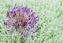 Allium, Allium christophii