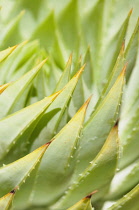 Aloe, Aloe polyphylla, clsoe up showing pattern of spiky leaves.