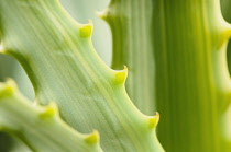 Aloe, close up of spiky leaves.