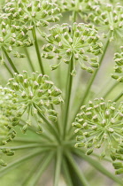 Angelica - wild angelica, Angelica sylvestris