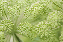 Angelica - wild angelica, Angelica sylvestris