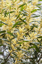 Wattle, Golden wattle, Acacia longifolia, close up showong the yellow flowers.