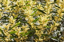Wattle, Golden wattle, Acacia longifolia, close up showong the yellow flowers.