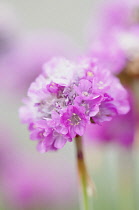 Thrift, Armeria maritima 'Dusseldorfer Stolz'