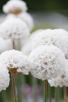 Thrift Great thrift 'Ballerina White', Armeria pseudarmeria 'Ballerina white'