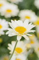 Anthemis, Anthemis 'Tetworth'