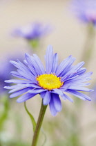 Blue alpine daisy, Aster alpinus