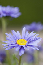 Blue alpine daisy, Aster alpinus, close up of single flower with others blurred behind.