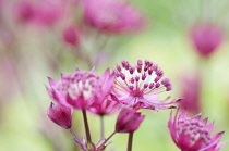 Masterwort ?Great masterwort, Astrantia major 'Rubra', close up of flower with others bluirred behind.