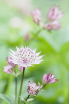 Masterwort 'Great masterwort', Astrantia major