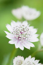 Masterwort 'Great masterwort', Astrantia major
