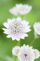 Masterwort 'Great masterwort', Astrantia major.