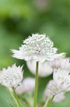 Masterwort 'Great masterwort', Astrantia major