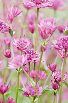 Masterwort ?Great masterwort, Astrantia major 'Venice'