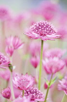 Masterwort ?Great masterwort, Astrantia major 'Venice'