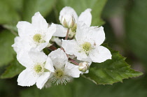 Blackberry 'Loch Tay', Rubus fruticosus 'Loch Tay'