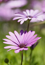 Osteospermum, Osteospermum jucundum, close up of pink flower with others behind.