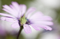 Osteospermum, Osteospermum jucundum with Katydid insect on flower.