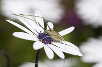 Osteospermum, Osteospermum jucundum with Katydid insect on flower.