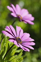 Osteospermum, Osteospermum jucundum, two pink coloured daisy shaped flowers.