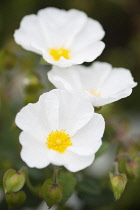 Rock rose, Cistus corbariensis, three white coloured flowers.