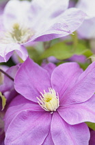 Clematis, Clematis 'Alaina', close up of purple coloured flower showng the stamen.