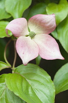 Dogwood, Pink flowering dogwood, Cornus kousa 'Rosea'