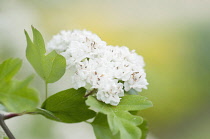 Hawthorn, Hawthorn 'Plena', Crataegus laevigata 'Plena'