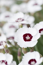 Pink 'Dainty Dame', Dianthus 'Dainty Dame'