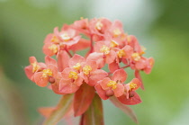 Spurge 'Fireglow', Euphorbia griffithii 'Fireglow', orange red coloured flower cluster.