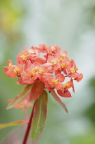 Spurge 'Fireglow', Euphorbia griffithii 'Fireglow', orange red coloured flower cluster.