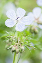 Cranesbill, Meadow cranesbill, Geranium pratense Mrs Kendall Clark'