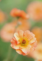 Avens, Geum 'Totally tangerine'