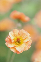 Avens, Geum 'Totally tangerine'