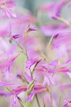 Gladiolus, Field gladiolus, Gladiolus italicus