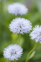 Globularia, Globularia incanescens