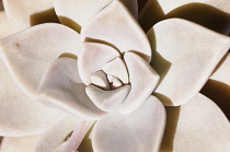 Ghost plant, Graptopetalum paraguayense, close up showing leaf pattern.