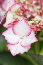 Hydrangea, Hydrangea macrophylla 'Love You Kiss'