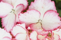 Hydrangea, Hydrangea macrophylla 'Love You Kiss'