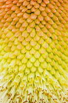 Red hot poker, Kniphofia northiae, close up showing pattern.