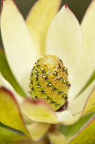 Protea, Leucadendron protecea 'Safari Sunset', close up showing stamen.