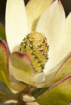 Protea, Leucadendron protecea 'Safari Sunset', close up showing stamen.