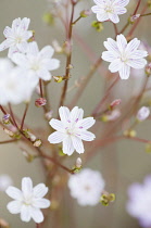 Columbian lewisia, Lewisia columbiana