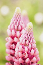 Lupin, Lupinus