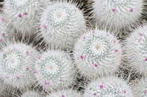 Cactus,Twin-spined cactus, Mammillaria geminispina