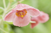 Poppy, Nepal poppy, Meconopsis napaulensis, close up showing stamen.