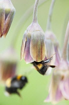 Bulgarian honey garlic, Nectaroscordum siculum bulgaricum