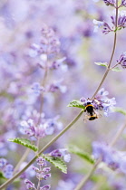 Catmint, Dwarf catmint, Nepeta racemosa 'Walker's low', bee trtying to get nectar.