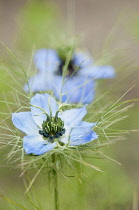 Love-in-a-mist, Nigella damascena